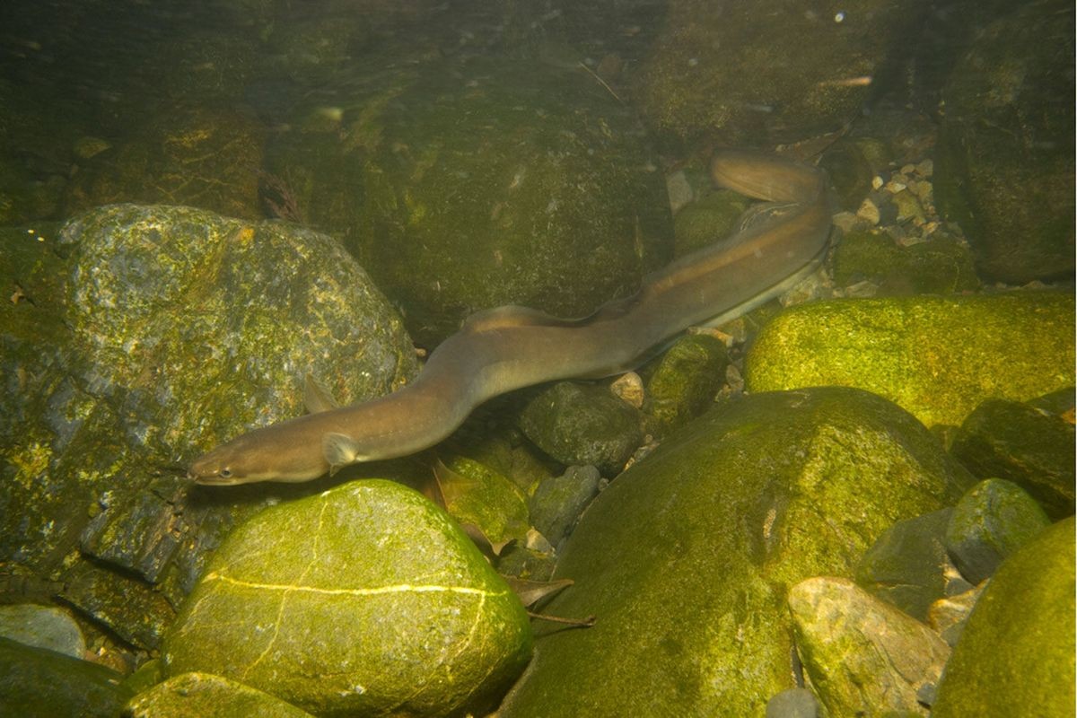 Pesca de Anguila Criolla (Synbranchus marmoratus)?