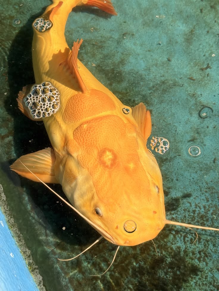Pesca de bagre Amarillo (Pimelodus maculatus)?