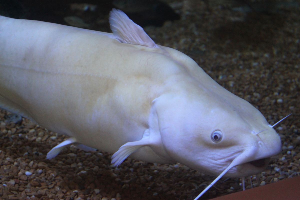 Pesca de bagre Blanco (Genidens barbus)?