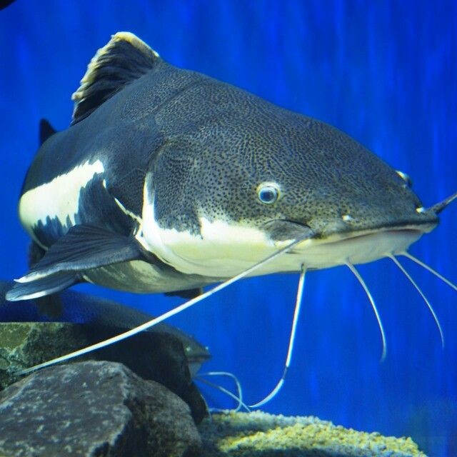 Pesca de bagre de Mar (Genidens genidens)?