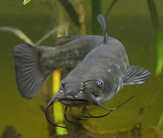 Pesca de bagre Sapo (Rhamdia quelen)?