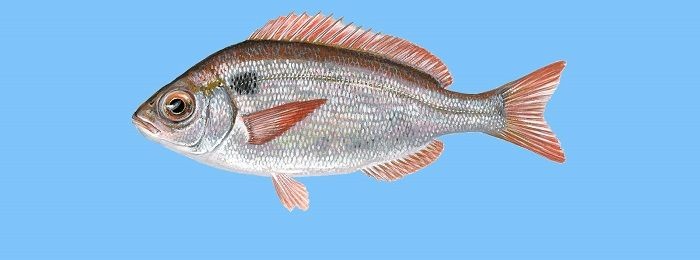 Pesca de besugo (Pagrus pagrus)?
