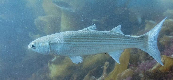Pesca de boga Lisa (Schizodon borellii)?