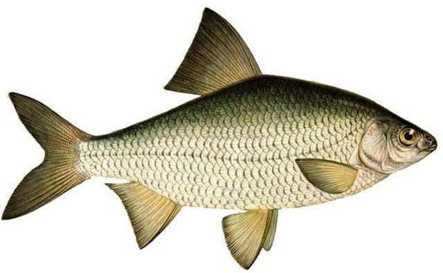 Fishing for boga (Megaleporinus obtusidens)?