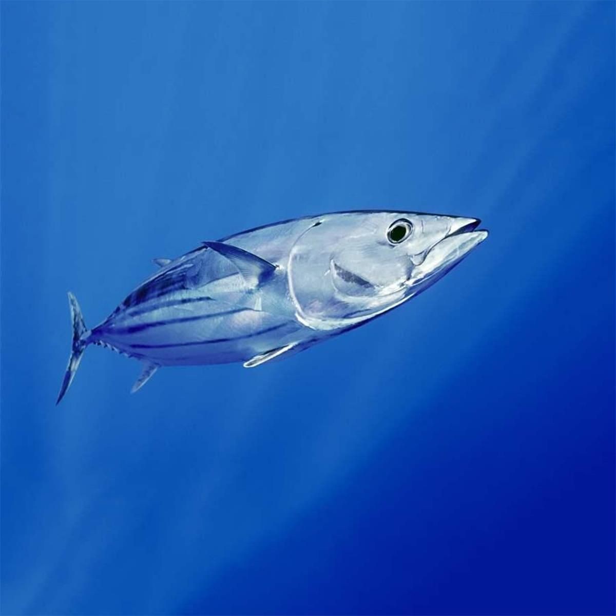 Pesca de bonito (Sarda sarda)?