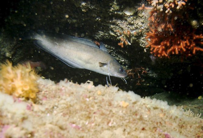 Pesca de Brótola (Urophycis brasiliensis)?
