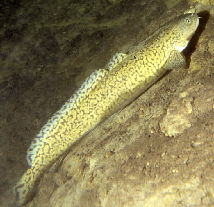 Pesca de Brotolita (Salilota australis)?