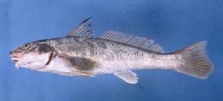 Pesca de Burriqueta (Menticirrhus americanus)?
