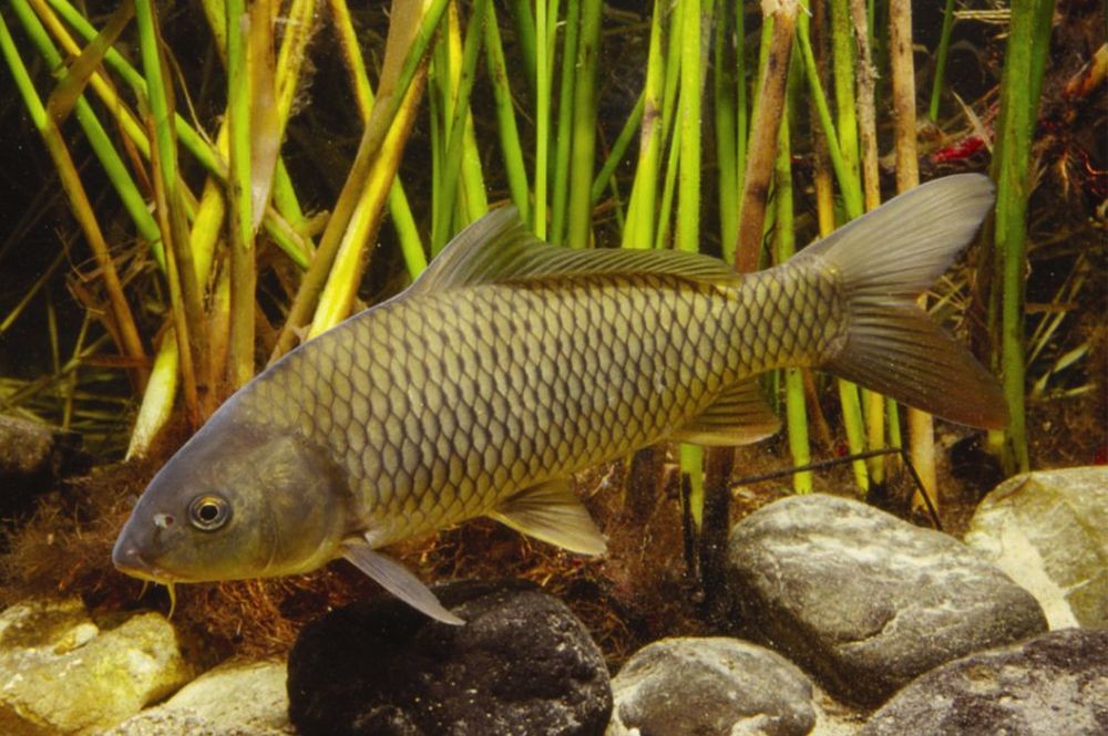 Pesca de Carpa (Cyprinus carpio)?