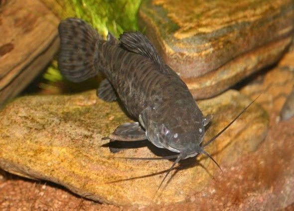 Pesca de Cascarudo (Callichthys callichthys)?