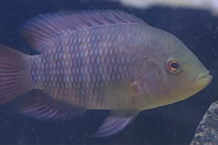 Pesca de Castañeta (Australoheros facetus)?