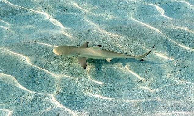 Pesca de Cazón (Galeorhinus galeus)?