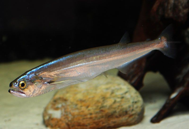 Pesca de Chafalote (Raphiodon vulpinus)?