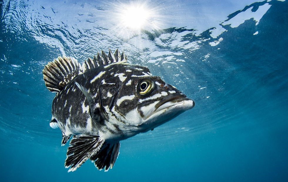 Pesca de Cherna (Polyprion americanus)?