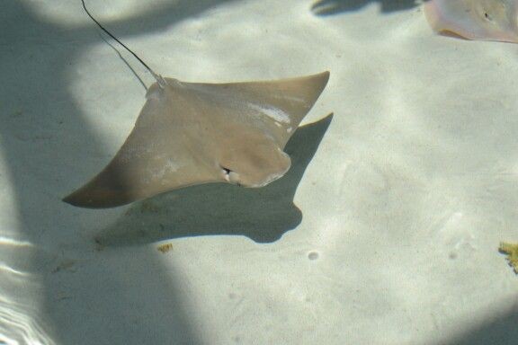 Pesca de Chucho (Myliobatis goodei)?