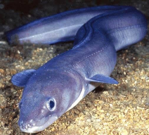 Pesca de Congrio (Conger orbignianus)?