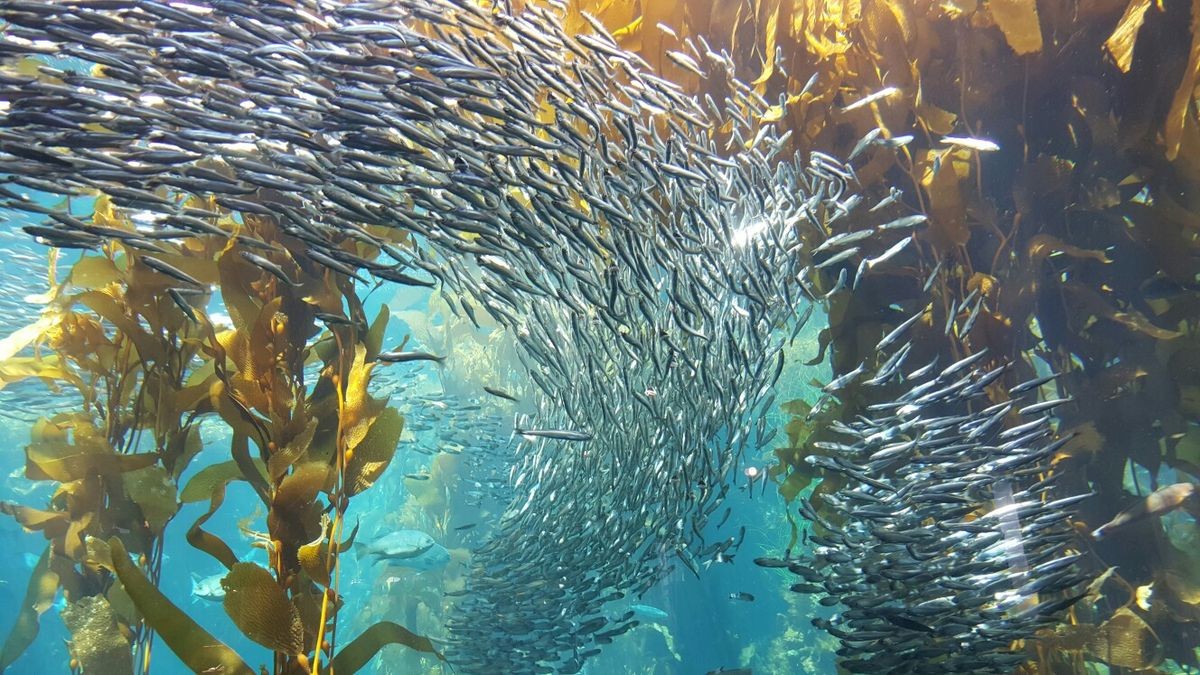 Pesca de Cornalito (Odontesthes incisa)?