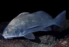Pesca de Corvina Negra (Pogonias cromis)?