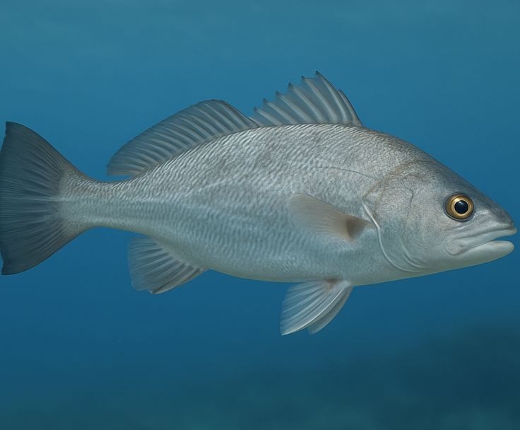 Pesca de Corvina Rubia (Micropogonias furnieri)?