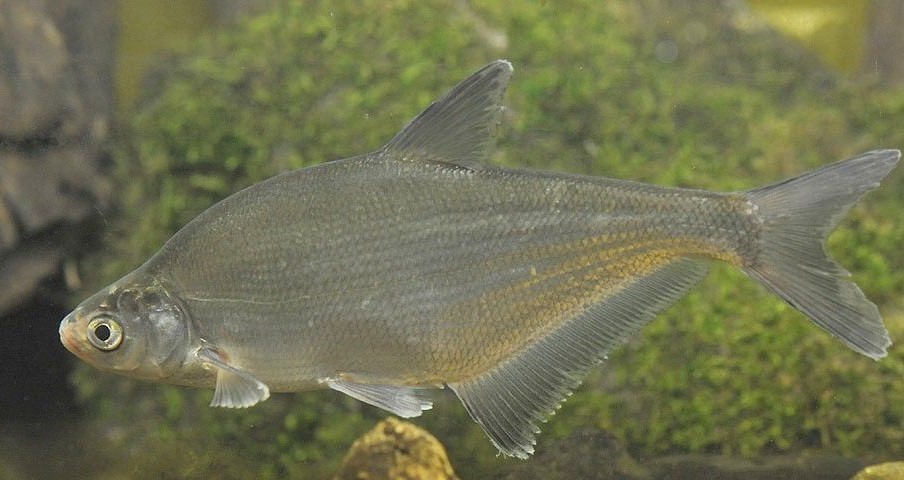 Pesca de Dientudo Jorobado (Galeocharax humeralis)?
