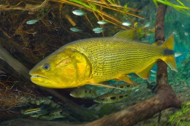 Dorado