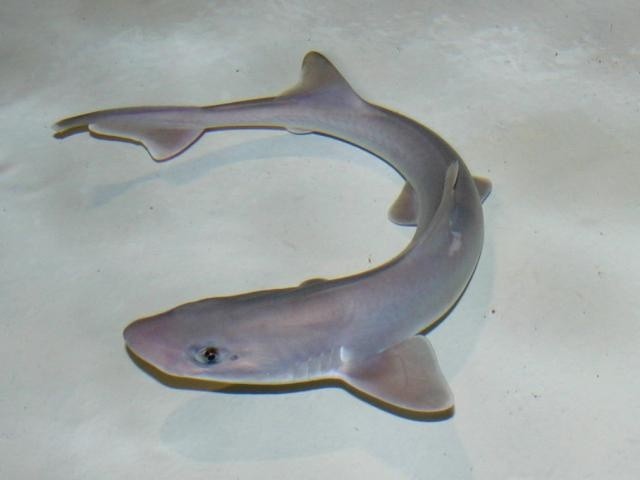 Pesca de Gatuzo (Mustelus schmitti)?