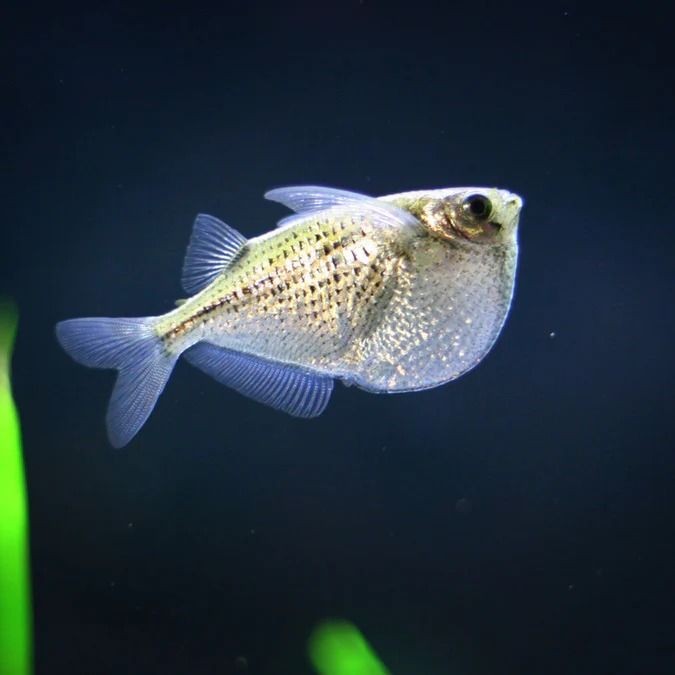 Pesca de Lacha (Brevoortia pectinata)?