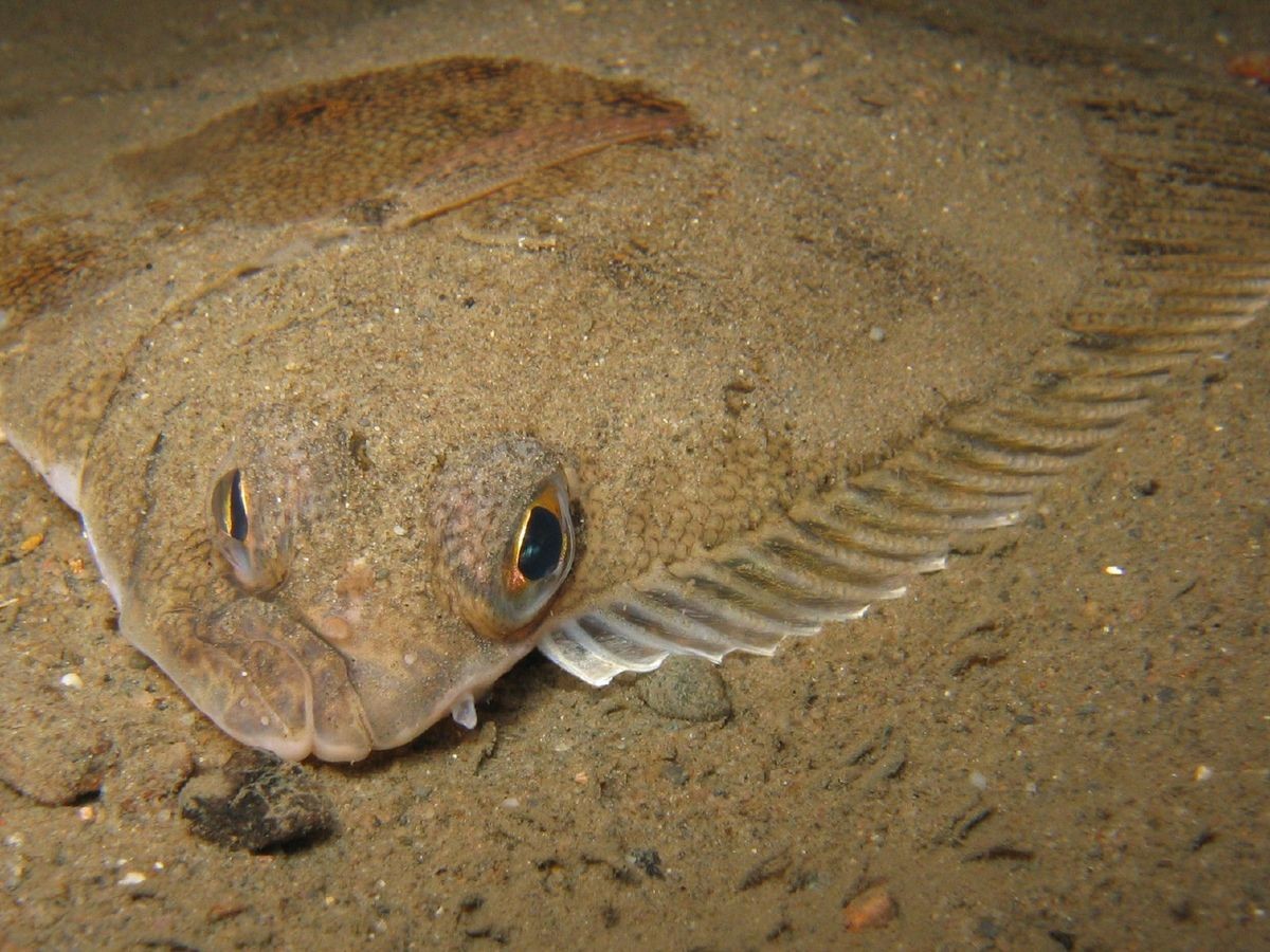 Pesca de Lenguado (Paralichthys orbignyanus)?