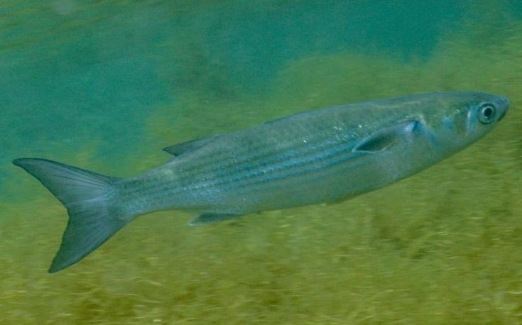 Pesca de Lisa de Laguna (Mugil liza)?