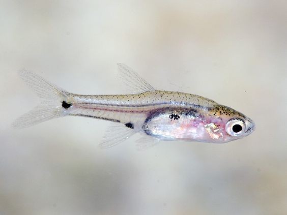 Pesca de Madrecita (Cnesterodon decemmaculatus)?