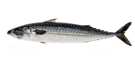 Pesca de magrú (Scomber japonicus)?