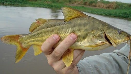 Pesca de manduvi (Ageneiosus valenciennesi)?