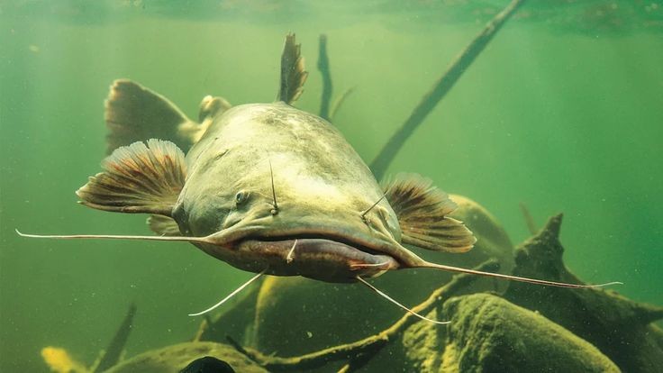 Pesca de Manguruyú (Tapiraquá) (Zungaro jahu)?