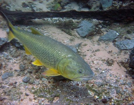 Pesca de Marieta (Salminus affinis)?