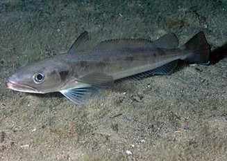 Pesca de Merluza (Merluccius hubbsi)?