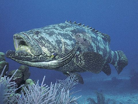 Pesca de Mero (Acanthistius patachonicus)?