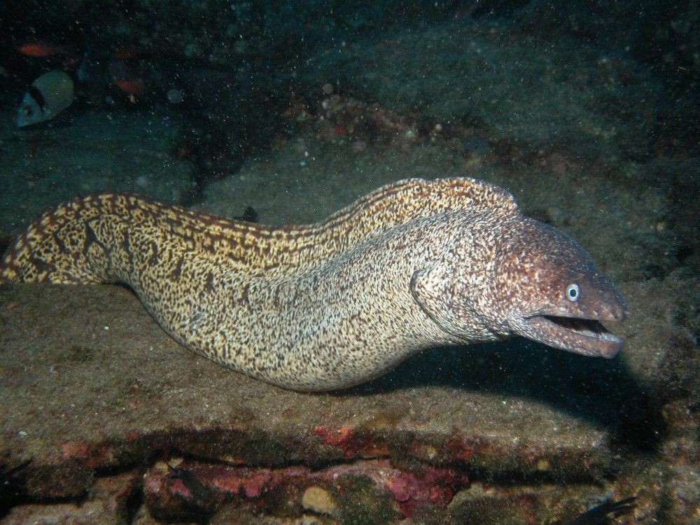 Pesca de Morena (Gymnotus carapo)?
