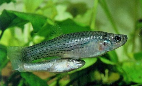 Pesca de Morenita (Jenynsia lineata)?
