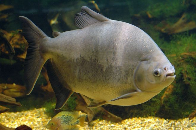 Fishing for pacú (Piaractus mesopotamicus)?