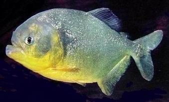 Pesca de Palometa Amarilla (Serrasalmus spilopleura)?