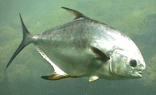 Pesca de Palometa Comum (Serrasalmus rhombeus)?