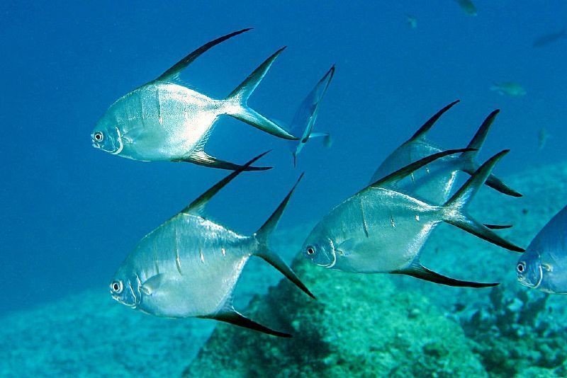 Pesca de Palometa de Mar (Parona signata)?