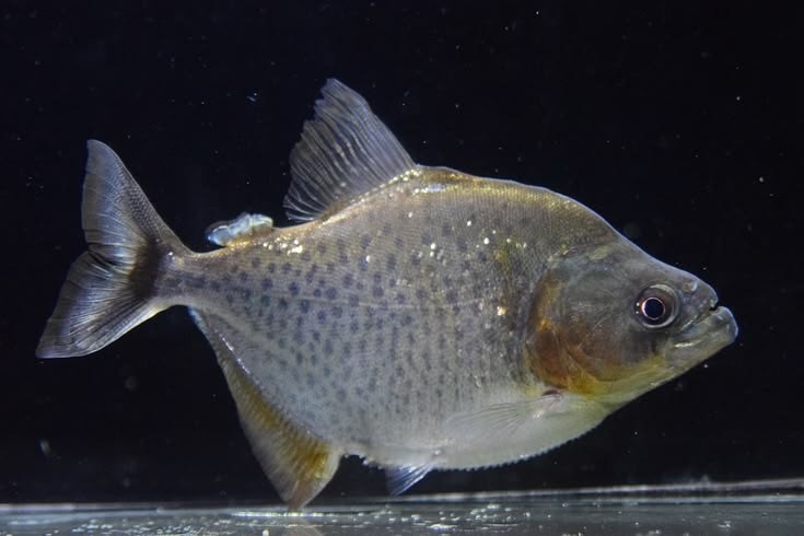Pesca de Palometa Pintada (Metynnis hypsauchen)?