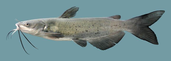 Pesca de patí (Luciopimelodus pati)?