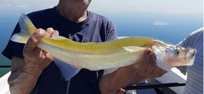 Pesca de peixe-rei Bonaerense (Odontesthes bonariensis)?