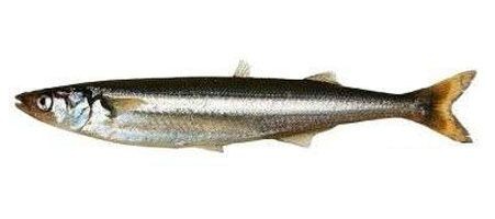 Pesca de peixe-rei Corno (Odontesthes smitti)?