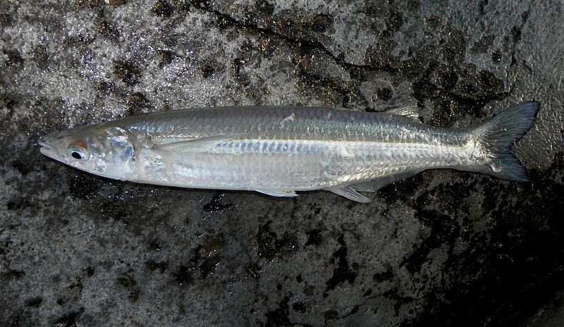 Pesca de peixe-rei Escardón (Odontesthes argentinensis)?