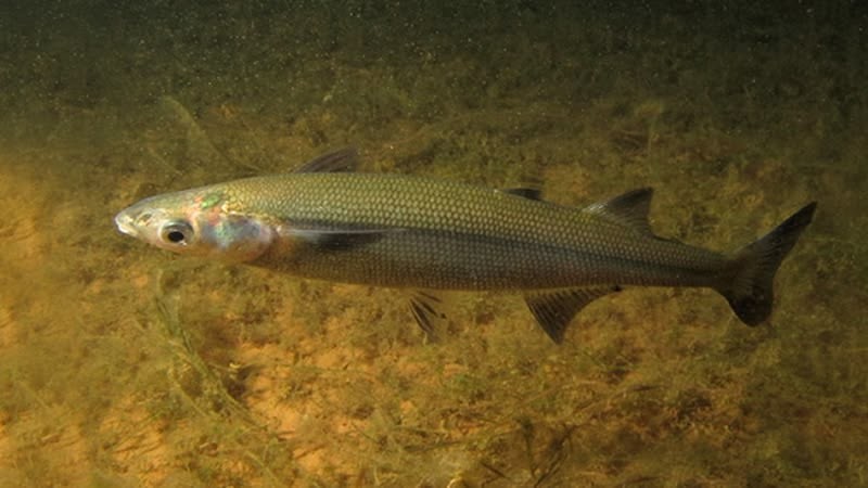Pesca de peixe-rei Patagónico (Odontesthes hatcheri)?