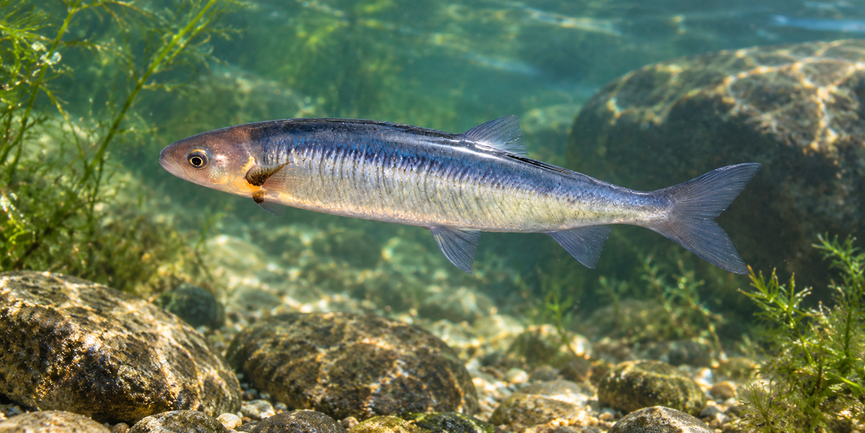 Pesca de Peladilla (Aplochiton zebra)?