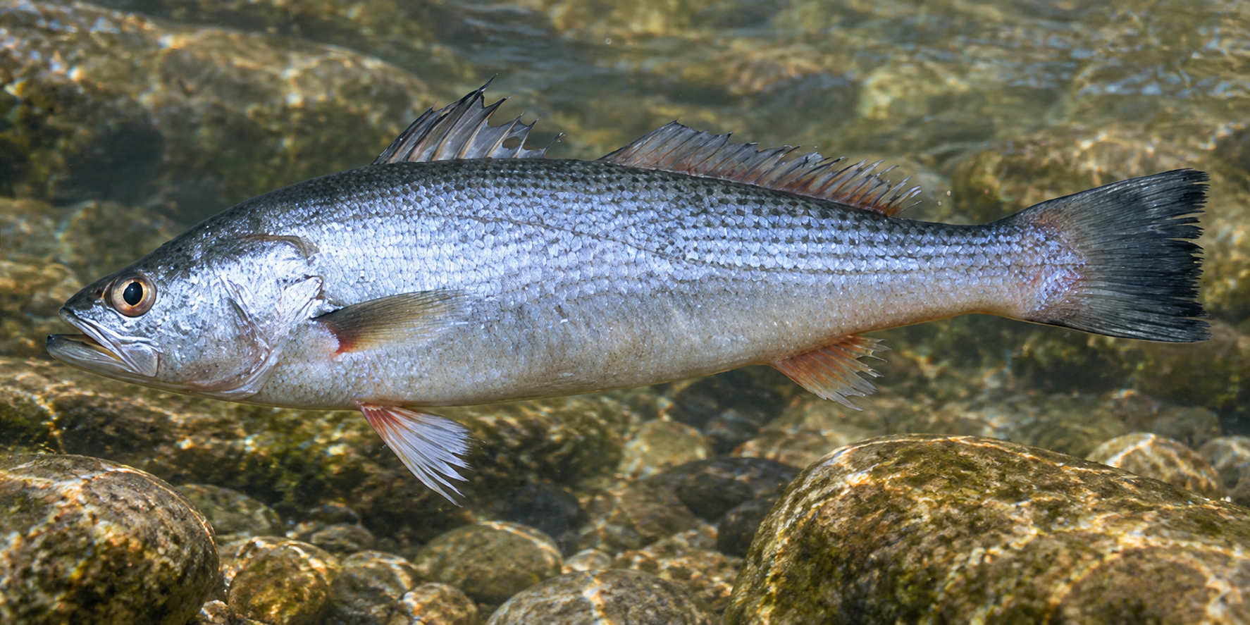 Pesca de Pescadilla (Cynoscion guatucupa)?